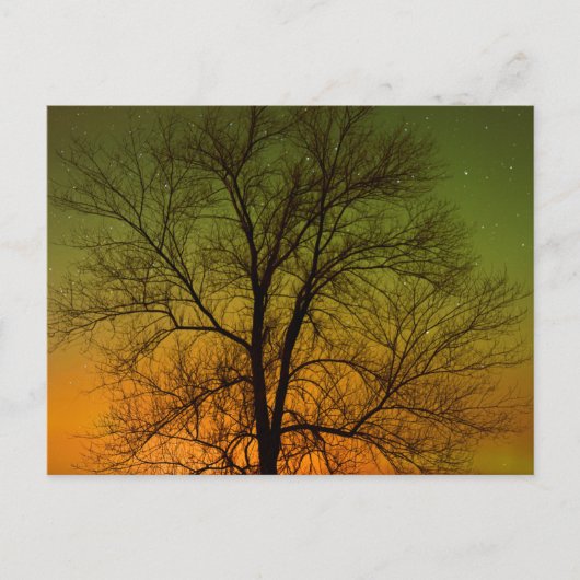 Aurora Borealis & Baumwollbaum Postkarte (Vorderseite)