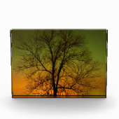 Aurora Borealis & Cottonwood Tree Fotoblock (Vorderseite)