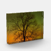 Aurora Borealis & Cottonwood Tree Fotoblock (Links)