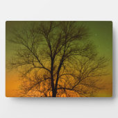 Aurora Borealis & Cottonwood Tree Fotoplatte (Vorderseite)