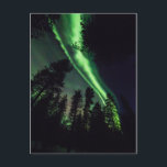 Aurora borealis im finnischen Lappland Postkarte<br><div class="desc">Nachthimmelkulisse mit grünen und magenta Aurora borealis und Sternen. Foto aufgenommen im Oktober 2014 in Posio,  Finnland.</div>