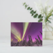 Aurora Borealis Northern Lights Fairbanks Alaska Postkarte (Stehend Vorderseite)
