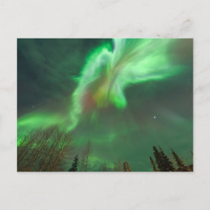 Aurora Borealis Northern Lights   Fairbanks Postkarte