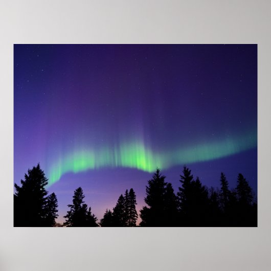 Aurora Borealis & Trees | Manitoba, Kanada Poster (Vorne)