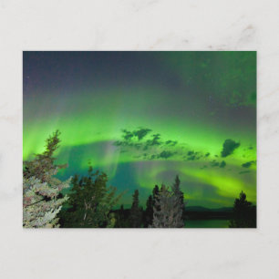 Aurora borealis über borealen Wäldern Postkarte