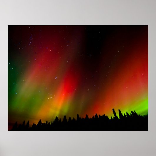 Aurora Borealis und Bäume Poster (Vorne)
