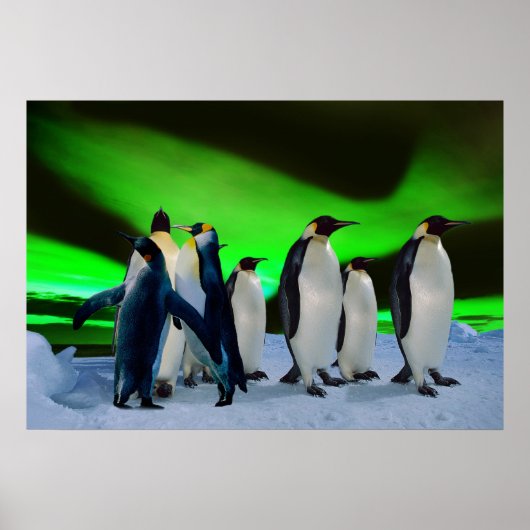 Aurora borealis und Pinguine Poster (Vorne)