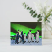 Aurora borealis und Pinguine Postkarte (Stehend Vorderseite)