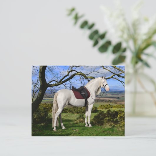 "Aurora On Fox Hill" Postkarte (Stehend Vorderseite)