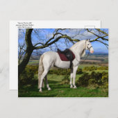 "Aurora On Fox Hill" Postkarte (Vorne/Hinten)