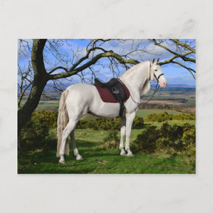 "Aurora On Fox Hill" Postkarte