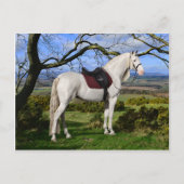 "Aurora On Fox Hill" Postkarte (Vorderseite)