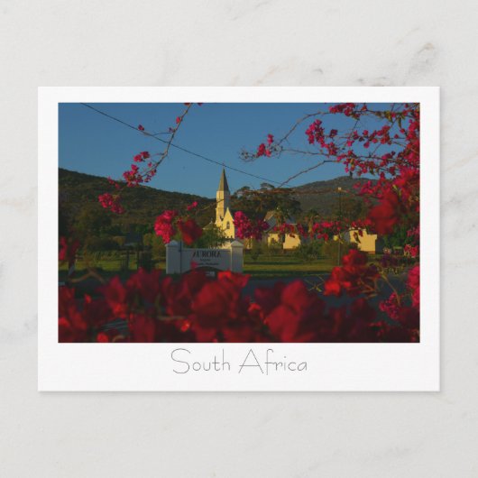 Aurora West Coast Blume Südafrika SA Postkarte (Vorderseite)