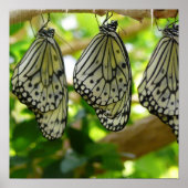 Aus Cocoons-Poster Poster (Vorne)