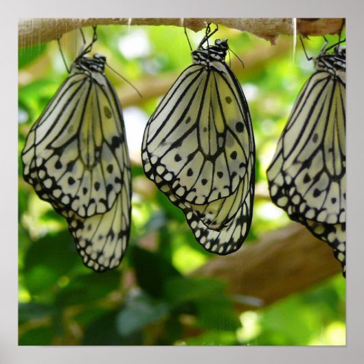 Aus Cocoons-Poster Poster (Vorne)