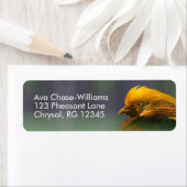 Aus dem Grünen heraus: Goldener Fasan (Insitu)