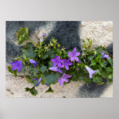 aus der Blume Poster (Vorne)