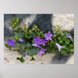 aus der Blume Poster