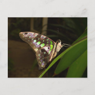 Aus der Dunkelheit - Schmetterling auf Blatt sitze Postkarte