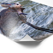 Aus Great Blue Heron anzeigen Fotodruck (Ecke)