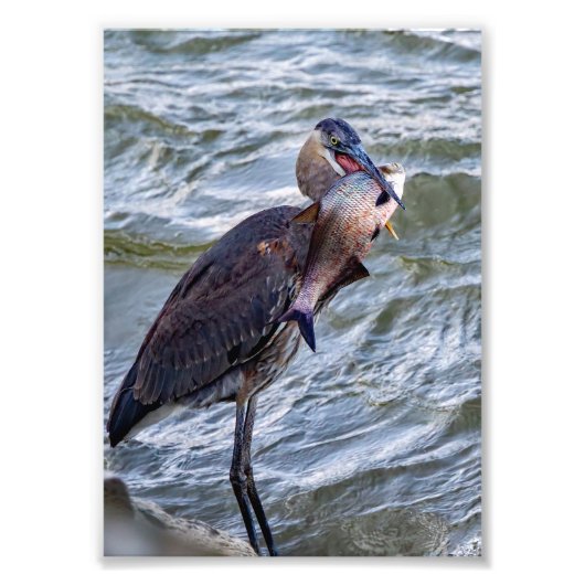 Aus Great Blue Heron anzeigen Fotodruck (Vorne)