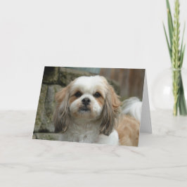 "Aus Knochen heraus" Haustier-Spaß-Gruß-Karte Karte