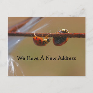 Ausbalancieren von Ladybugs Adressenänderung Ankündigungspostkarte