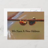 Ausbalancieren von Ladybugs Adressenänderung Ankündigungspostkarte (Vorne/Hinten)