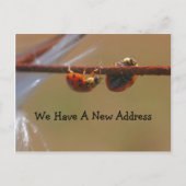 Ausbalancieren von Ladybugs Adressenänderung Ankündigungspostkarte (Vorderseite)