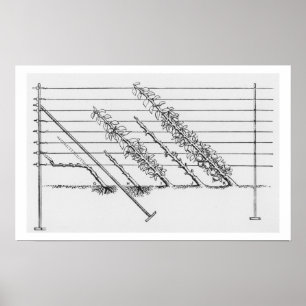 Ausbildende junge Bäume, 'vom GUI des Poster