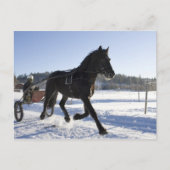Ausbildung von Pferden in einer winterlichen Lands Postkarte (Vorderseite)