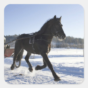 Ausbildung von Pferden in einer winterlichen Lands Quadratischer Aufkleber
