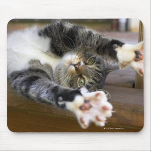 Ausdehnende Katze, zuhause Mousepad