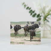 ausführen postkarte (Stehend Vorderseite)