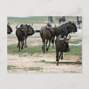 ausführen postkarte