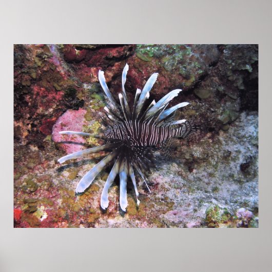 Ausgeblendete Geldbußen Poster (Vorne)