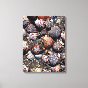 Ausgebogte bunte Seashells auf einem schwarzen Leinwanddruck