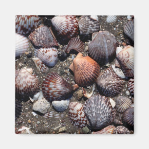 Ausgebogte bunte Seashells auf einem schwarzen Magnet