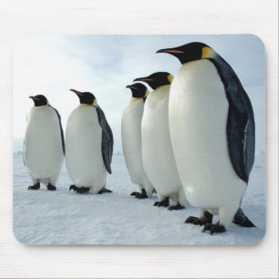 Ausgerichtete Kaiser-Pinguine Mousepad
