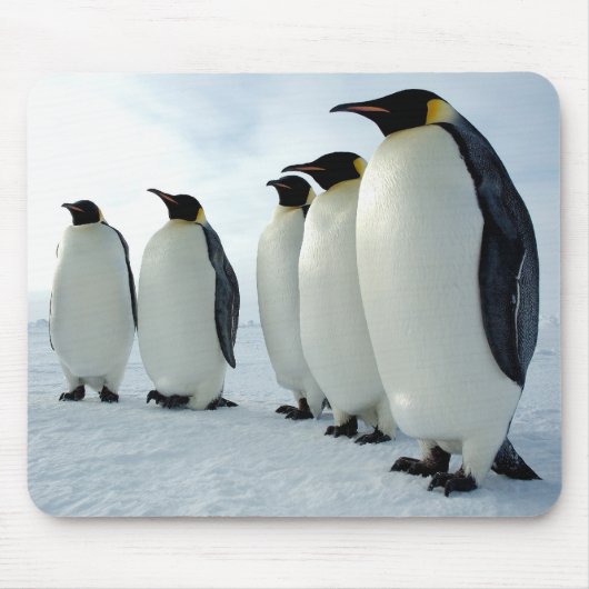 Ausgerichtete Kaiser-Pinguine Mousepad (Vorne)