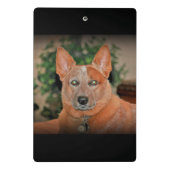 "Ausgewachsener männlicher Känguru" roter Heeler Mini Klemmbrett (Rückseite)