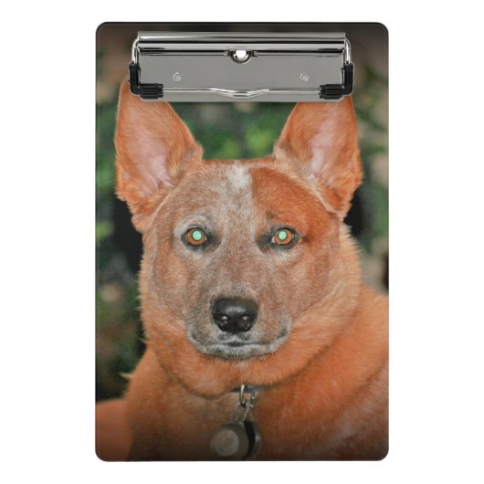 "Ausgewachsener männlicher Känguru" roter Heeler Mini Klemmbrett (Vorderseite)