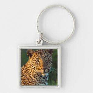 Ausgewachsenes männliches Leopard (Panthera Pardus Schlüsselanhänger