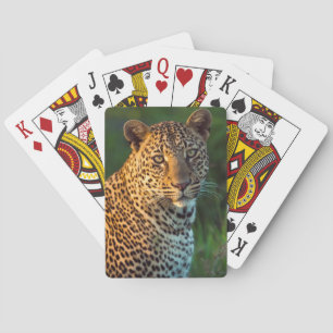 Ausgewachsenes männliches Leopardenjunges (Panther Spielkarten