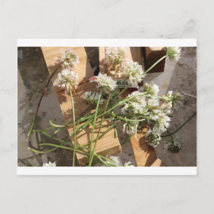 Ausgewählte Frühlings-Blumen Postkarte