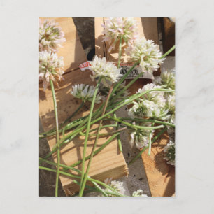 Ausgewählte Frühlings-Blumen Postkarte