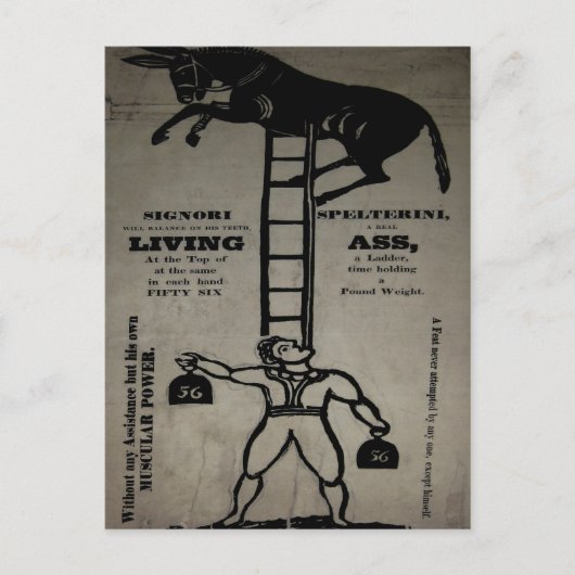 Ausgewogenheit eines lebenden Donkey ~ Postkarte (Vorderseite)