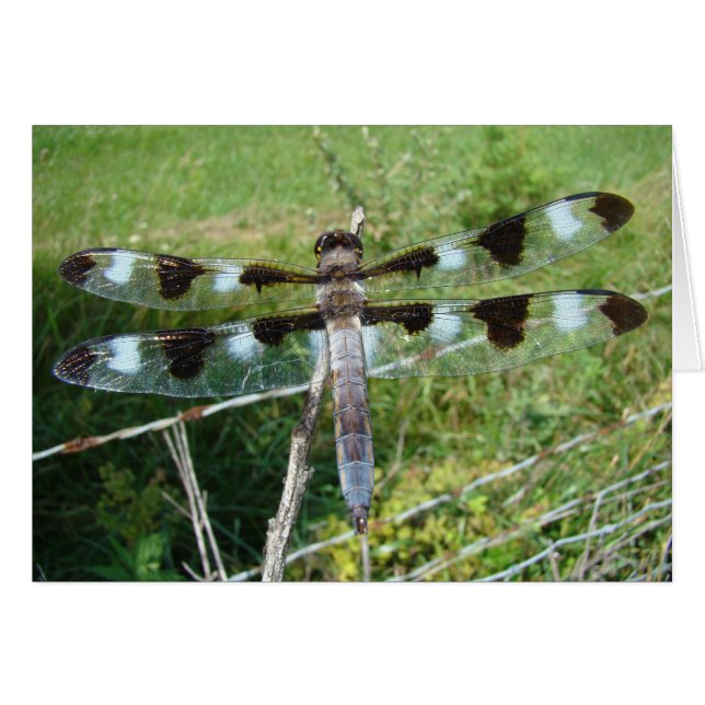 Ausgezeichnete Libelle (Vorderseite (Horizontal))
