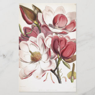 Ausgezeichnete Magnolie Briefpapier