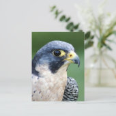 Ausländischer Falke-Gesichts-Foto Postkarte (Stehend Vorderseite)